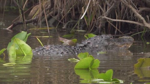 Alligators fighting in South Florida Everglades swamp in slow motion