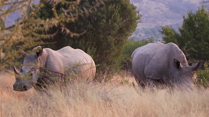Rhinos in the bushveld Royalty-Free Stock Footage #1026973022