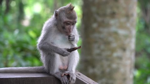 Male Proboscis Monkey Legs Spread Sitting Stock Photo 630954329 ...