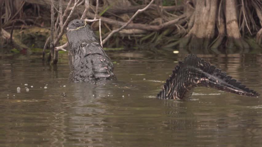 Gator bellows and growls back view in slow motion as water dances on back in South Florida Everglades