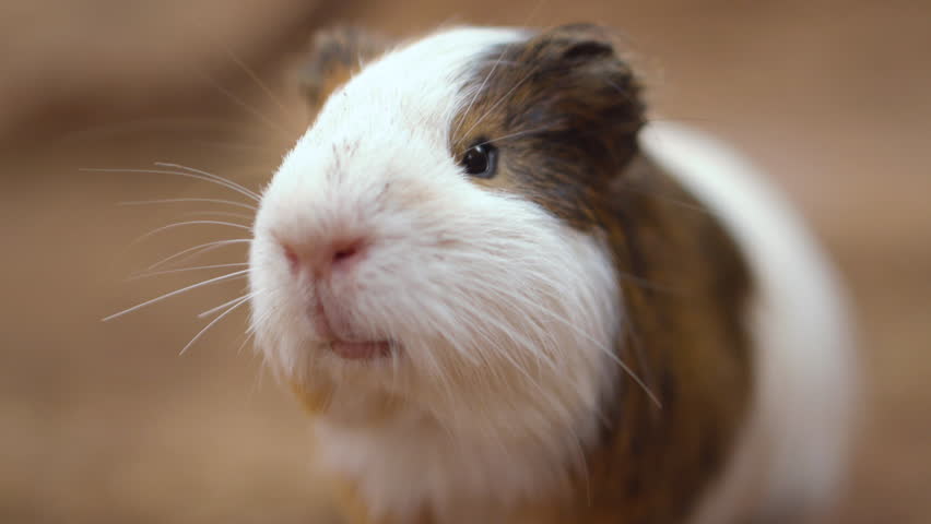 Cute Guinea pigs (Cavia Porcellus). Close up cinematic 4k clip.