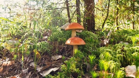 Mushroom aspen forest in autumn. Leccinum aurantiacum. Red-capped scaber stalk. Edible boletes. Mushrooms picking in the forest. Two beautiful mushrooms with a red hat grows in a moss forest substrate