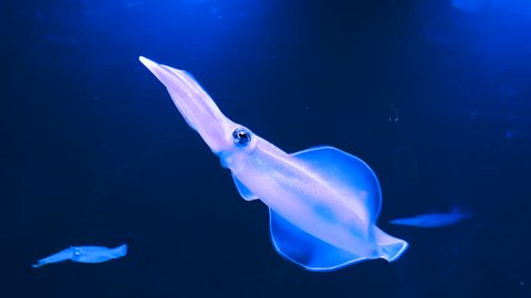 squid swimming, Japan