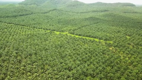 Aerial shot of palm oil plantation, Johor,Malaysia