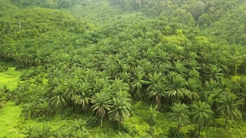 Aerial shot of palm oil trees with forests ,Johor,Malaysia