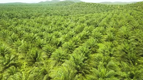 Aerial shot of palm oil plantation, Johor,Malaysia