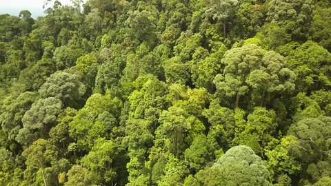 Aerial shot of tropical forest with green trees,Johor,Malaysia