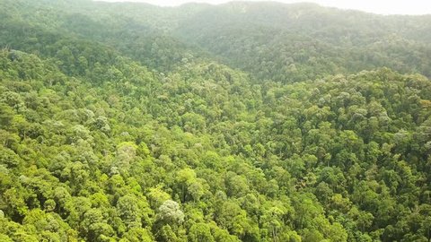 Aerial shot of tropical forest with green trees,Johor,Malaysia