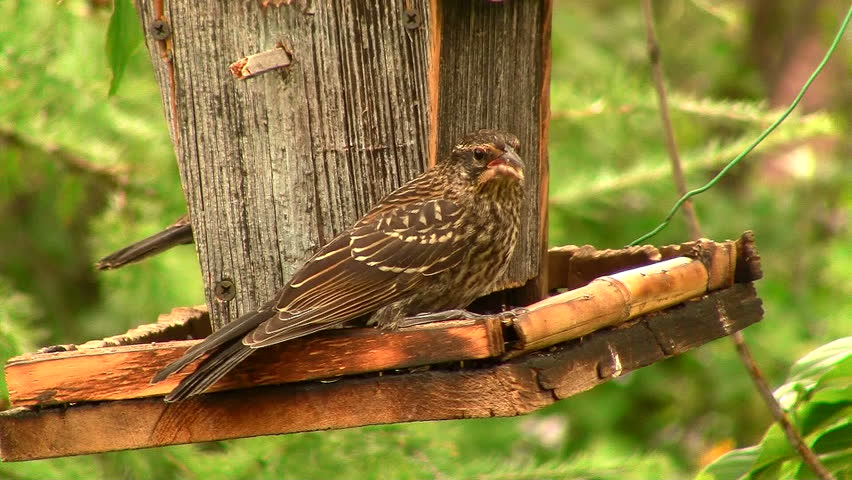 female redwinged blackbird