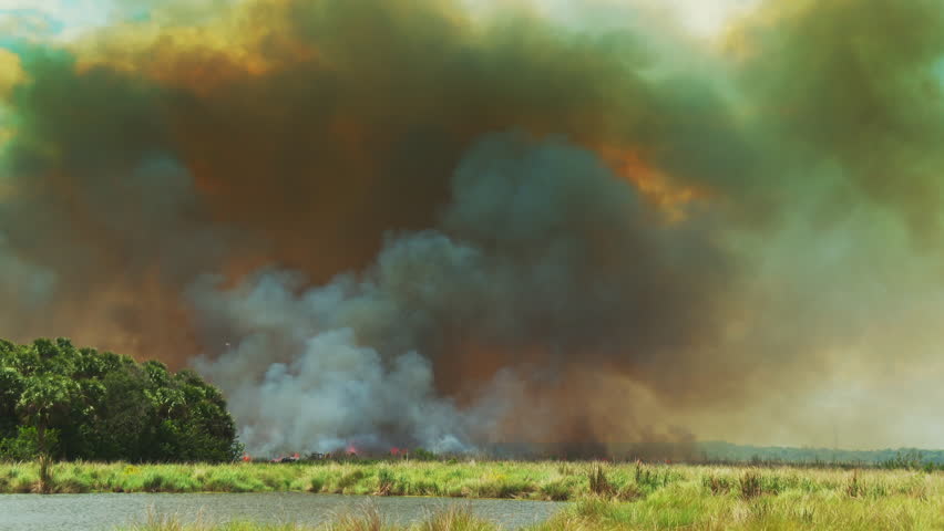 Dangerous smoke billows from a wildfire burning out of control in tall wetlands grasses and brush. Flames and fire cause a dark gray and yellow plume of smoke billowing high into the sky.