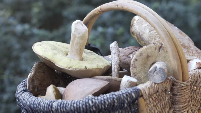 Static shot of a basket full of mushrooms