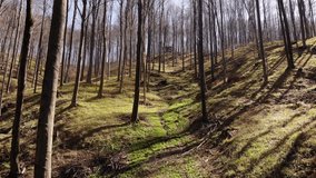 This is a beautiful video of inside the mountain forest. Smooth slide through forest on daylight time. 
Forest green carpet grass are bathed in the sun's rays dancing a little with the wind.