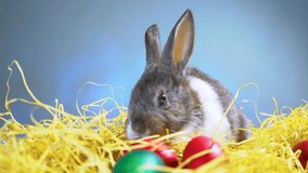 Cute little bunny rabbit on dark black background. Small white and gray rabbit isolated. Wallpaper. Easter symbol. Beautiful lovely pet. Rabbit portrait on black background with reflection. 4K Video