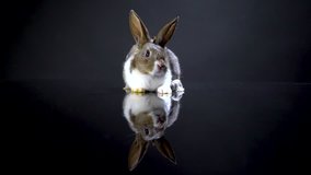 Cute little bunny rabbit on dark black background. Small white and gray rabbit isolated. Wallpaper. Easter symbol. Beautiful lovely pet. Rabbit portrait on black background with reflection. 4K Video 
