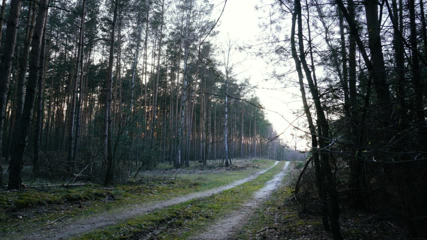 Forest path at dusk, coniferous forest, Europe