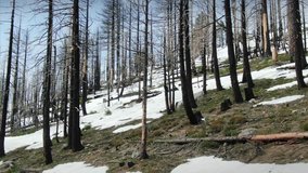 Aerial: Flying over dead blackened pine trees from forest fire. Snow is covering the ground. Lake Tahoe, USA  - Powered by Shutterstock - Get 15% off with code: PIKWIZARD15