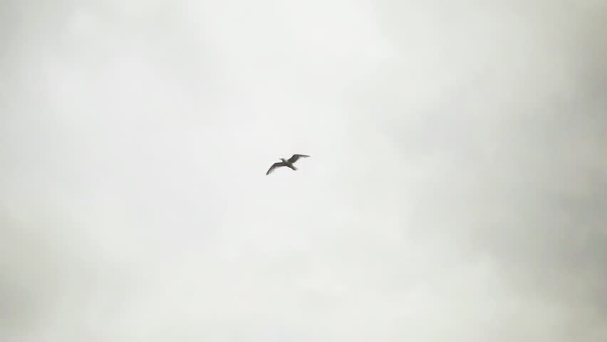 Seagull Soars High Over Gorge in South-Central Alaska