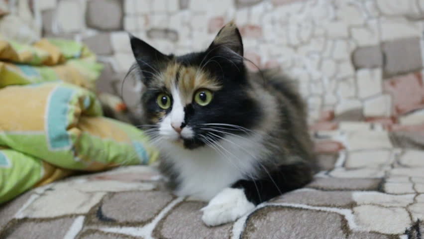 The Reaction of a Cat Stock Footage Video (100% Royalty-free 