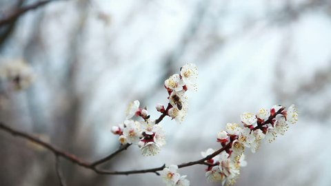 A branch of a flowering cherry tree. The bee sits on the inflorescence of a cherry.
