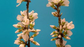 Almond fruit flower blossoming time lapse. Timelapse video of an almond fruit tree flower growing, blooming and blossoming on a blue background.
