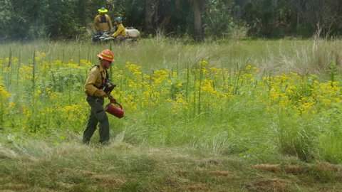 TITUSVILLE, FLORIDA - MARCH 29, 2019: A firefighter walks through grassy wetlands with a drip torch to start a fire during a  prescribed wildfire burn in a meadow with tall dry grasses all around.