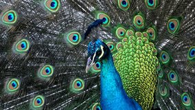 This close up video shows a beautiful proud peacock parading its colorful feathers in the sun.