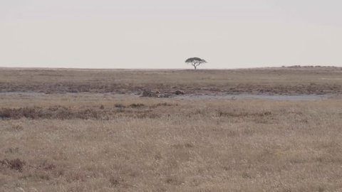 Lions sleeping in distance in African savanna, Etosha National Park