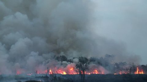 Extensive fire and heavy dark smoke in the field , a part of forest fire, cause of forest destruction and P.M. 2.5 smog. Serous environmental health hazard factor. 