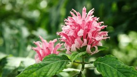 Footage of beautiful Acanthaceae flowers cultivated in botanical garden.Exotic plants grow in greenhouse.Rare pink flower growing under the sun in botanic glasshouse