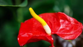 Footage of unique Anthurium flower in botanical garden.Rare tropical red Flamingo Flower or Tailflower grow in greehouse.Video of exotic Laceleaf plant on green background