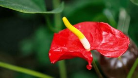 Footage of unique Anthurium flower in botanical garden.Rare tropical red Flamingo Flower or Tailflower grow in greehouse.Video of exotic Laceleaf plant on green background