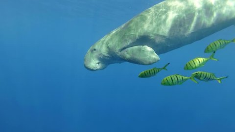 Slow motion, Sea Cow (Dugong dugon) accompanied by a school of fish Golden Trevally (Gnathanodon speciosus) slowly swims in the blue water. Underwater shot, Close up, Follow shot. Red Sea 