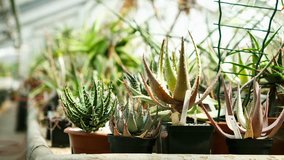Exotic green cactus plants grow in flower pots in botanic garden.Greenhouse horticulture growing under sun indoor.Spiked peyote cactuses cultivated in botanic glasshouse