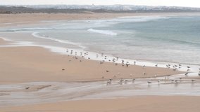 beach shore seagul