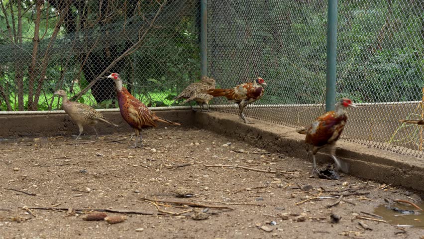 Common pheasants (phasianus colchicus) in pheasantry