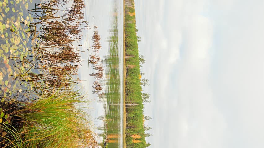 Low clouds over the marshy pond. A calm, shallow marshy pond is framed by dense mixed forest showing early autumn color, with golden birch and evergreen pine reflected in still water. Reeds and water lilies line the near shore, while low, fast-moving clouds drift across an overcast sky, their reflections mirrored on the glassy surface. The scene captures the quiet transition of seasons in a remote wetland, with soft, diffused daylight and muted earth tones of green, gold, and brown. Filmed in a vertical format suited for mobile and social media platforms. Vertical video.