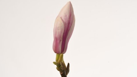 Magnolia flower opening 4k time lapse. Close up, side view as the flower rotates and the delicate pale pink petals open. Isolated against a white background.