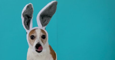 Frightened dog with rabbit ears hat licks on isolated on a blue background