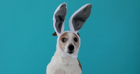 Frightened dog with rabbit ears hat on isolated on a blue background