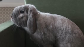 little gray chinchilla bunny posing for camcorder. 4k video