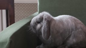 little gray chinchilla bunny posing for camcorder. 4k video