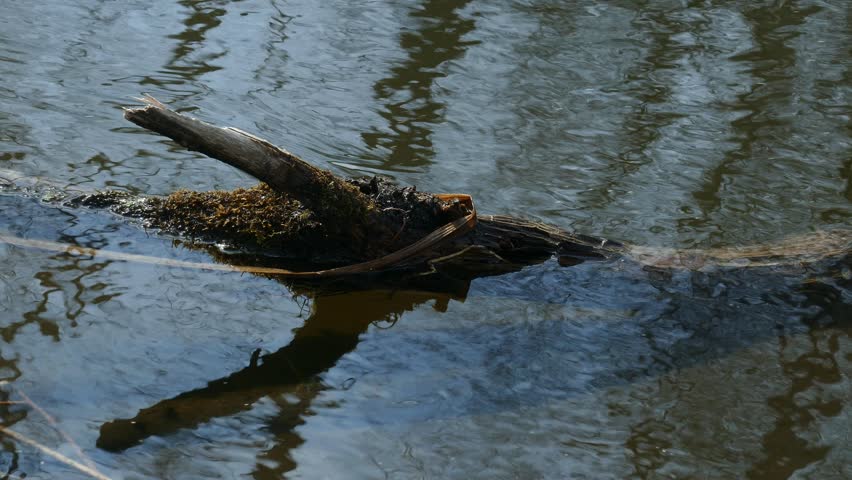 Old mossy bark covered in water on a fast stream of a spring creek