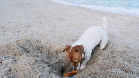Dog of Jack Russell Terrier breed lies in the sand on the seashore and digs a hole in which a toy bone is buried in the evening at sunset. Pets. Family