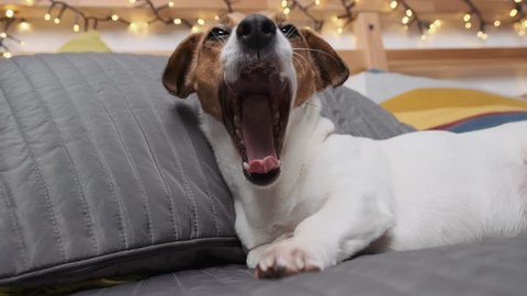 Dog close-up of the Jack Russell Terrier breed lying on a gray bedspread slow motion on the bed and yawns while looking at its owner against the background of bokeh bright lights. Pets