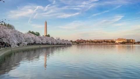 Time Lapse Cherry Blossoms Festival Tidal Basin in Washington DC