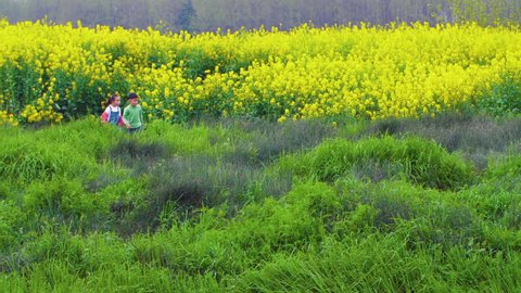 A little boy and a little girl strolls slowly through a green and lush meadow alongside a large field of bright yellow rape flowers in warm spring sunshine.