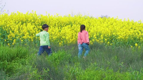 Chinese little boy and girl walking together at a distance in a field filled with rape flower and the Asian boy is walking up to the girl in morning of spring at countryside as they talk to each other