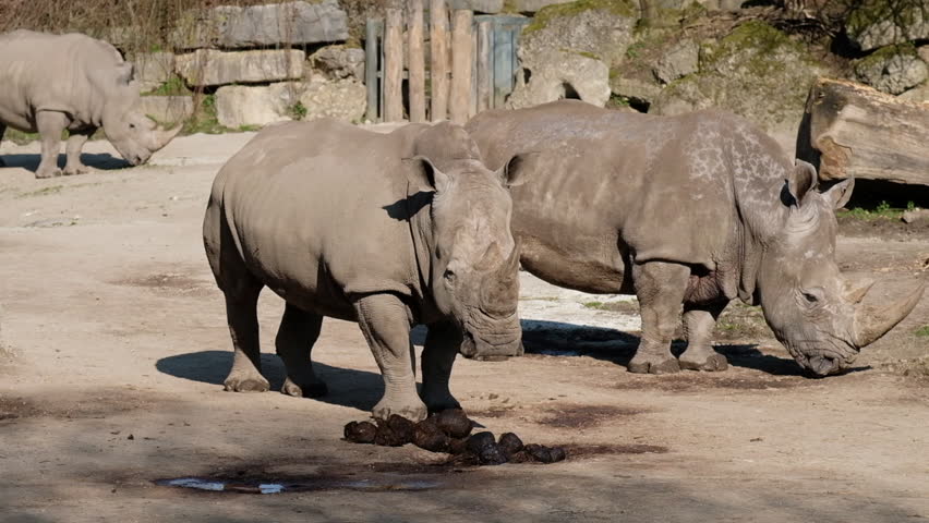 Two grey rhinos walking calmly in sunlight