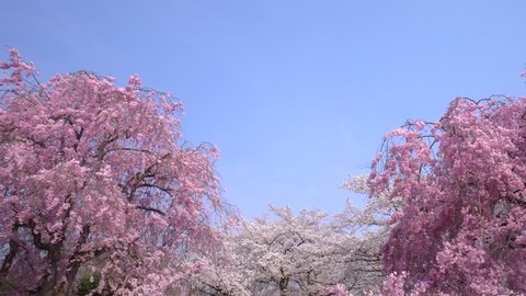 Cherry blossoms in full bloom	