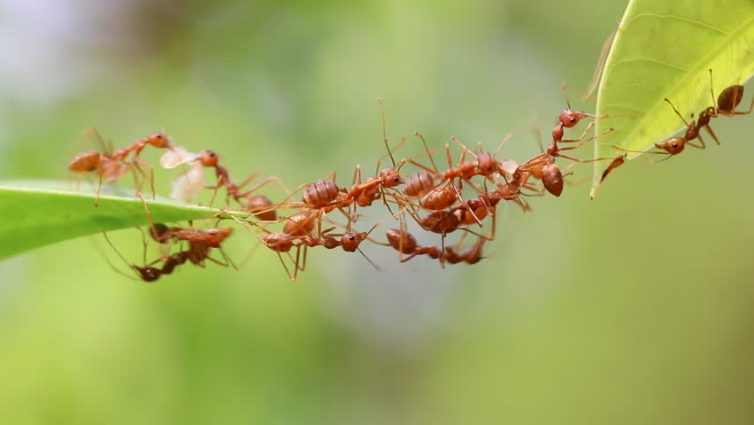 Ant action standing.Ant bridge unity team,Concept team work together Royalty-Free Stock Footage #1027075148